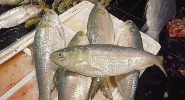 উৎসবের আমেজে মেলাঘর বাজারে ইলিশের দাপট বনাম ক্রেতার পকেট