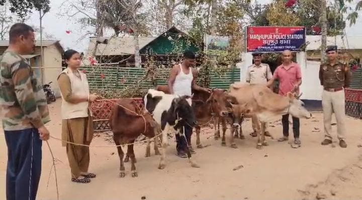 গভীর জঙ্গল থেকে পাঁচটি গরু উদ্ধার! পাচারকালে ৫টি গরু উদ্ধার করল মধুপুর থানার পুলিশ!!
