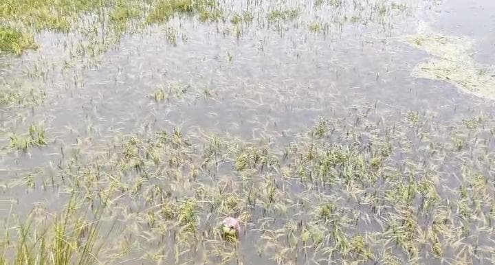 রুদ্র সাগর এলাকায় চাষীদের ফসল জলে প্লাবিত