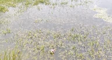 রুদ্র সাগর এলাকায় চাষীদের ফসল জলে প্লাবিত