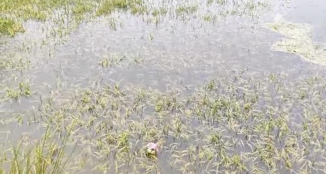 রুদ্র সাগর এলাকায় চাষীদের ফসল জলে প্লাবিত