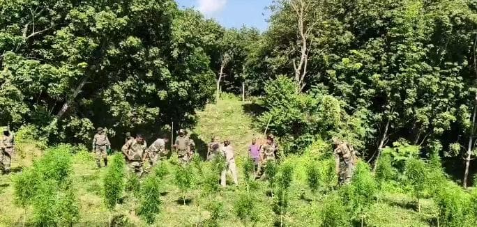 বিশালগড়ে গাঁজা বাগান ধ্বংশ পুলিশের