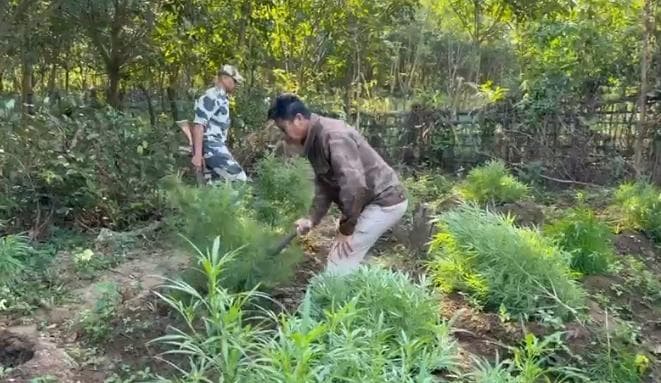 যাত্রাপুর থানার হাতে ১৫ হাজার গাঁজা গাছ ধ্বংস!!