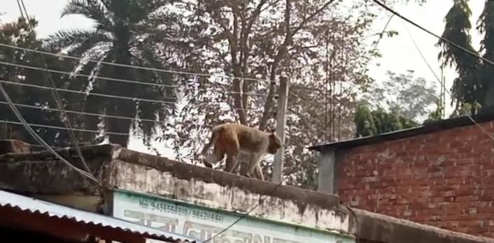 বানরের উৎপাতে দিশেহারা কাঁঠালিয়ার মানুষ!