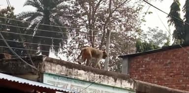 বানরের উৎপাতে দিশেহারা কাঁঠালিয়ার মানুষ!