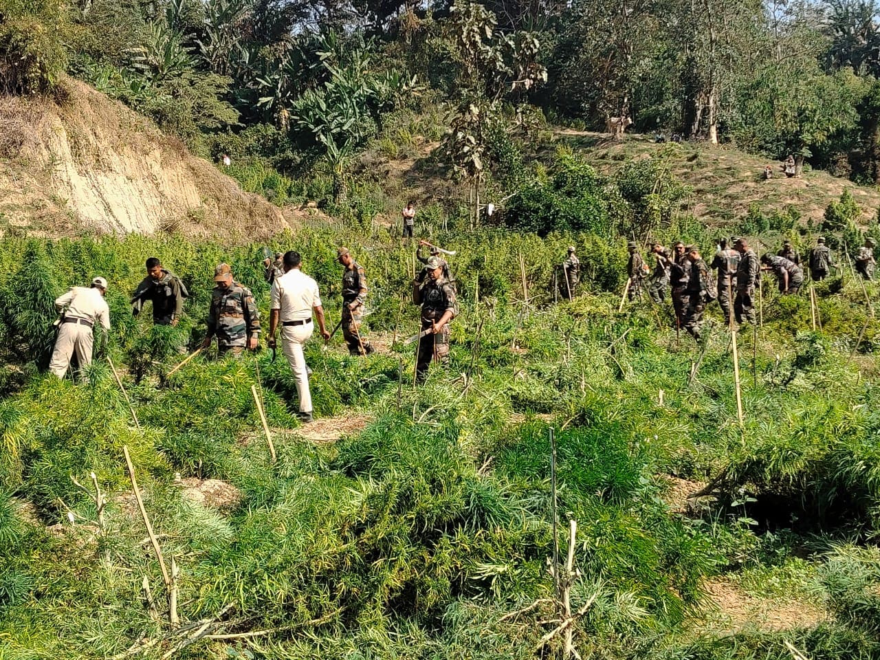 মেলাঘরে গাঁজা বিরোধী অভিযানে সফলতা পুলিশের