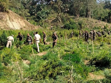 মেলাঘরে গাঁজা বিরোধী অভিযানে সফলতা পুলিশের