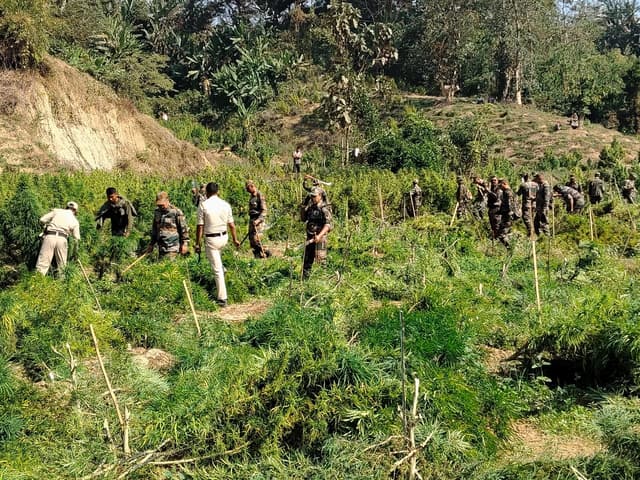 মেলাঘরে গাঁজা বিরোধী অভিযানে সফলতা পুলিশের