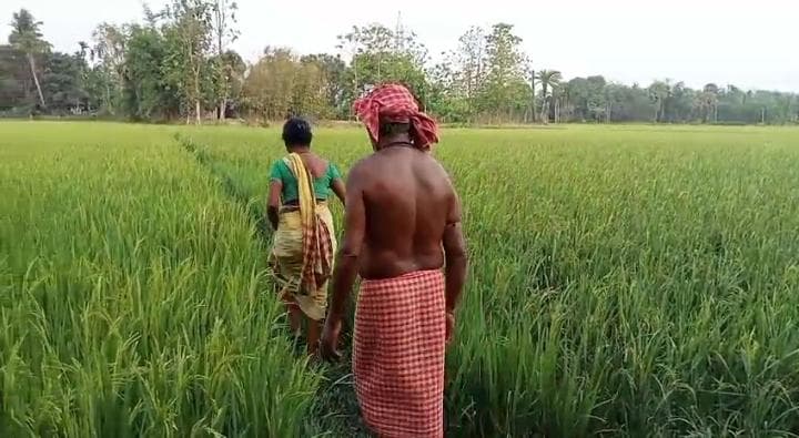 বানরের উৎপাতে কাঠালিয়া ব্লক এলাকার বহু পরিবার একেবারে অতিষ্ঠ!