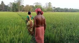 বানরের উৎপাতে কাঠালিয়া ব্লক এলাকার বহু পরিবার একেবারে অতিষ্ঠ!