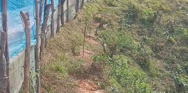 শত্রুতার জেরে খোয়াই জামটিলা এলাকায় এক নিরীহ ব্যক্তির ৪০ থেকে ৫০টি রাবার গাছ কেটে দিল দুষ্কৃতিকারীরা