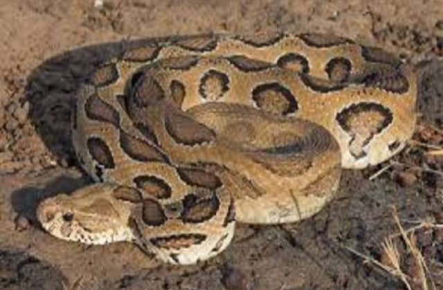 অজগর সাপ উদ্ধার